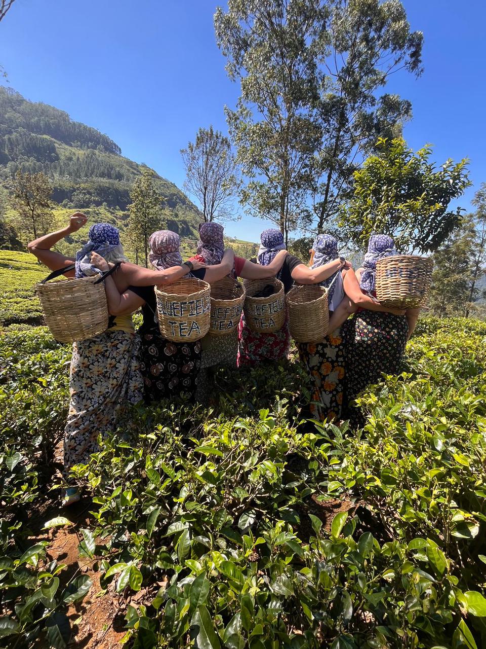 Ceylon Highlands & Tea Country Escape